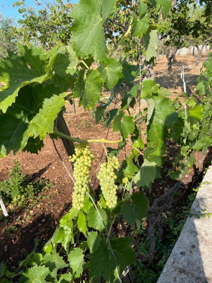 Trulli Ulivi Villa Putignano Dış mekan fotoğraf